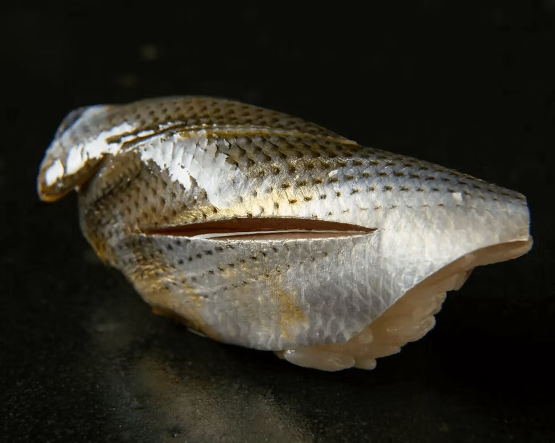 Sushi Gosuian's image 9