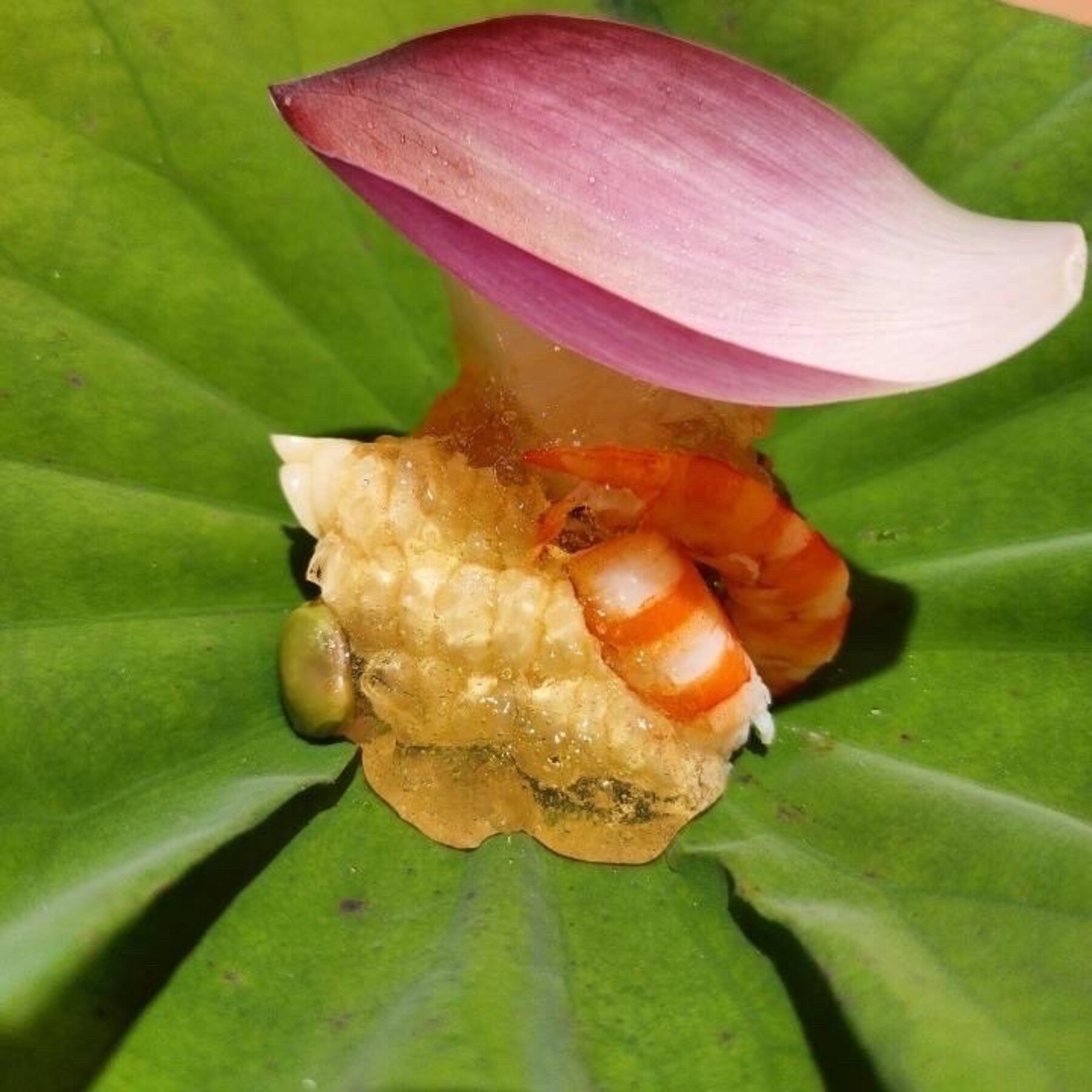 Kitaoji Yuyu's image 1