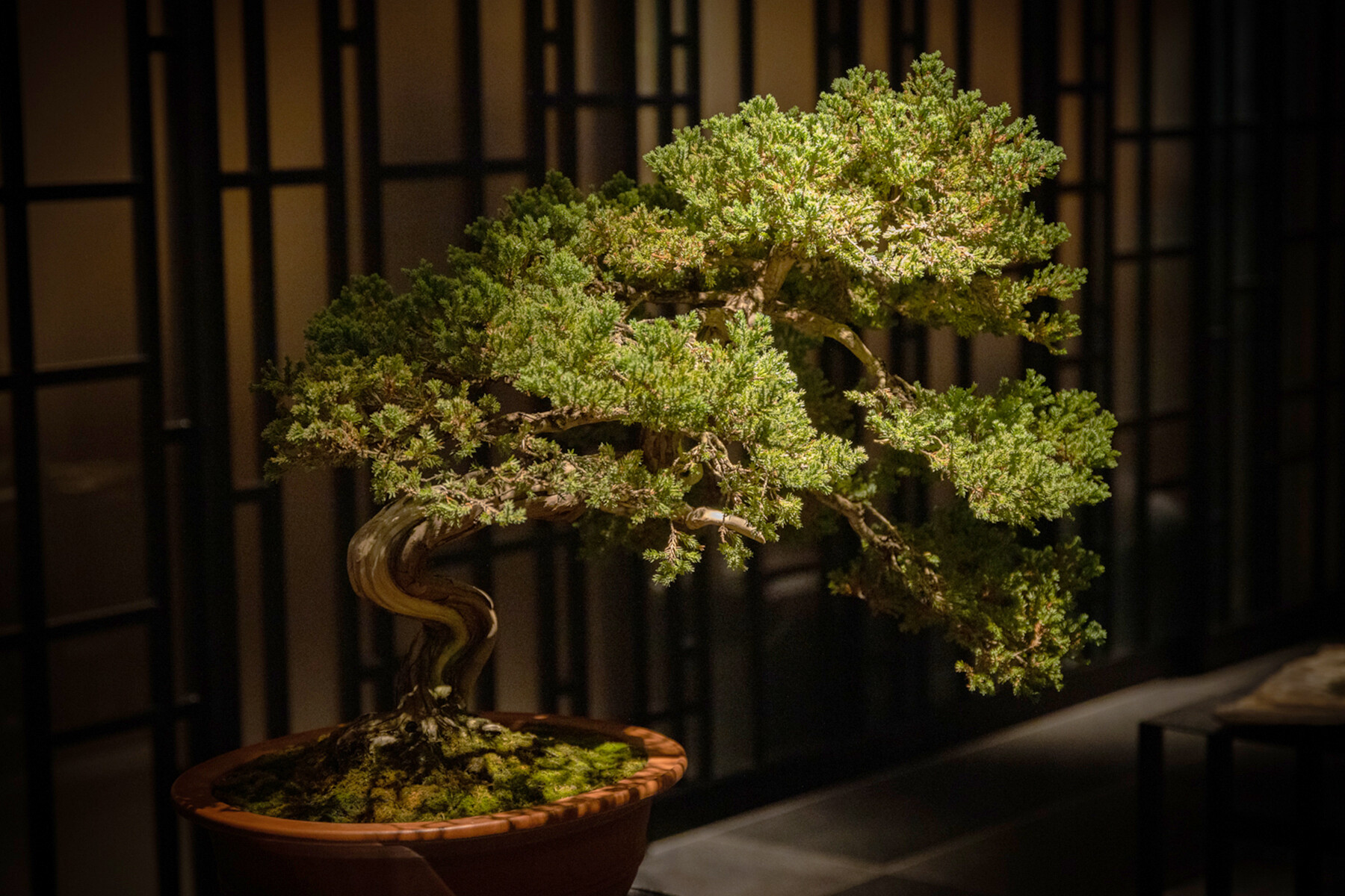 Matoi Ginza's image 10