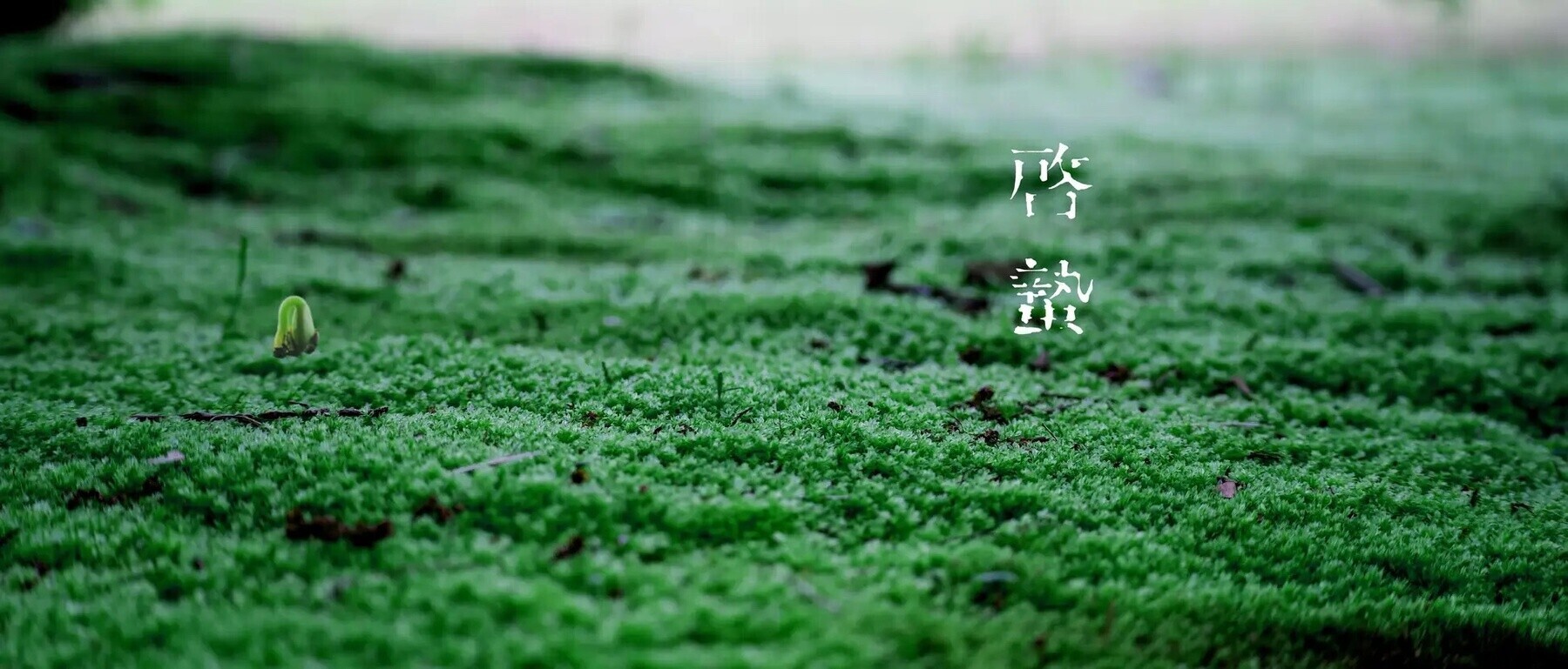 게이치츠's image 8