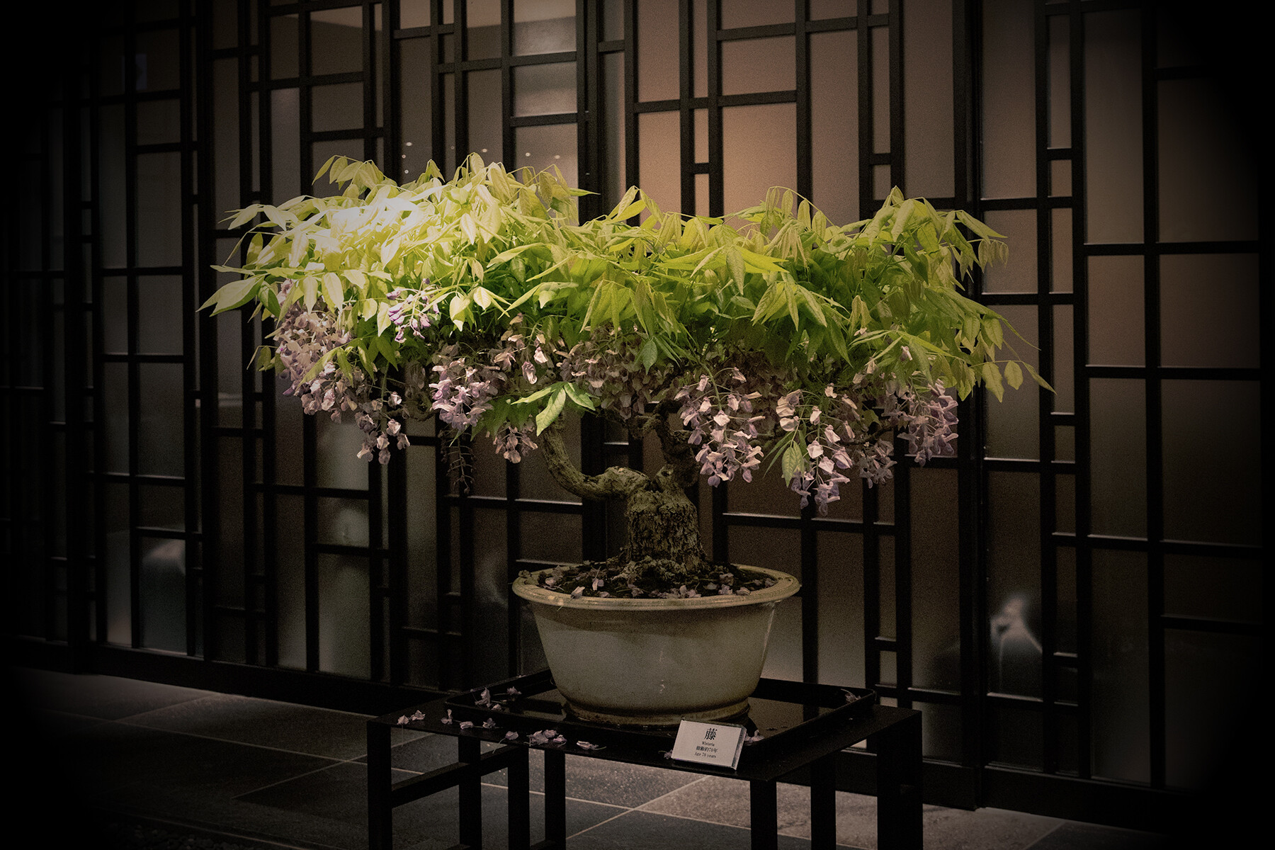 Matoi Ginza's image 6