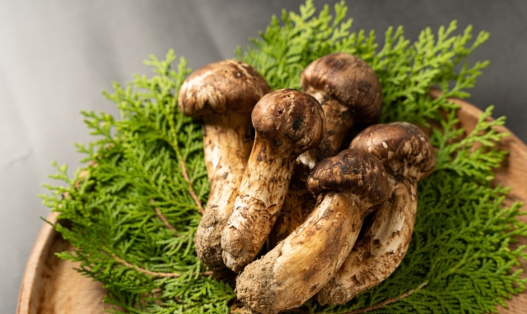Matsutake