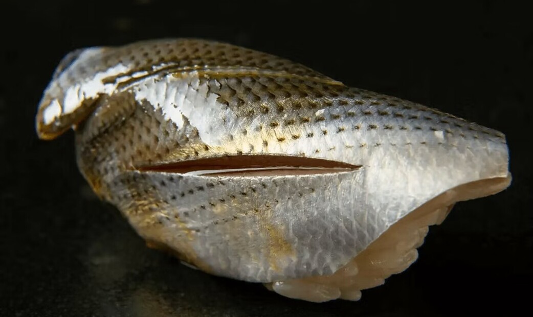 Sushi Gosuian's image 9