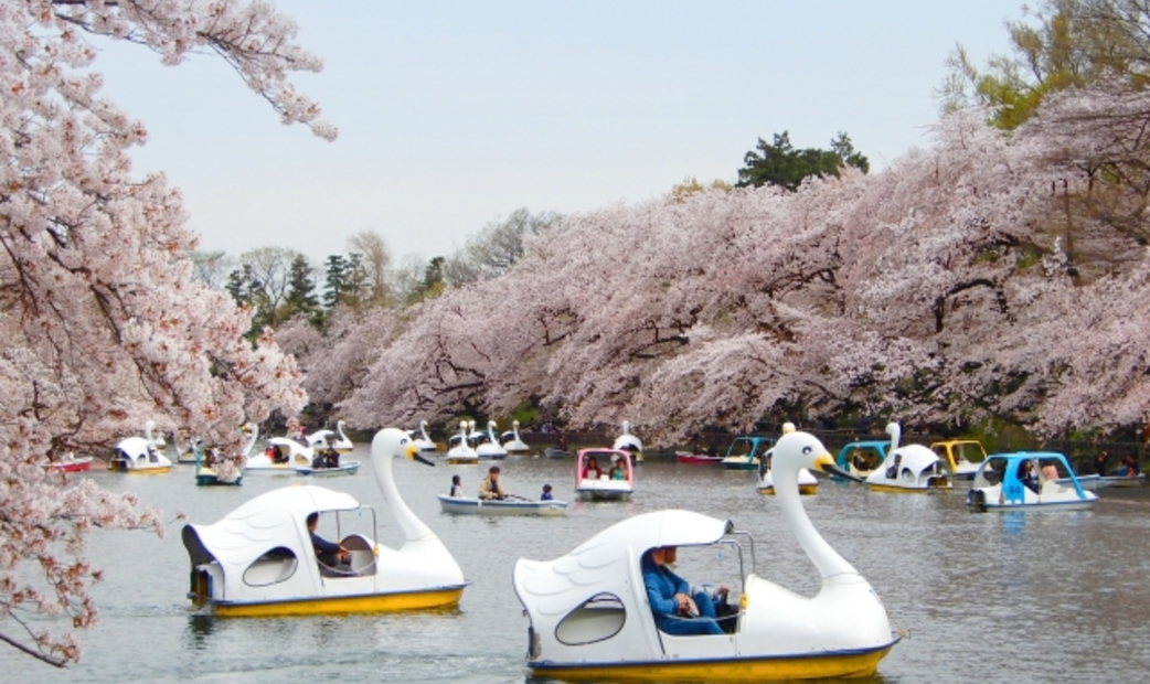 東京必訪景點吉祥寺井之頭公園的春季櫻花景色