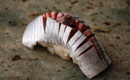 Sushi Matsumoto's image 3