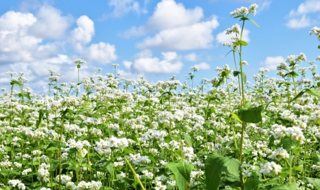 buckwheat field