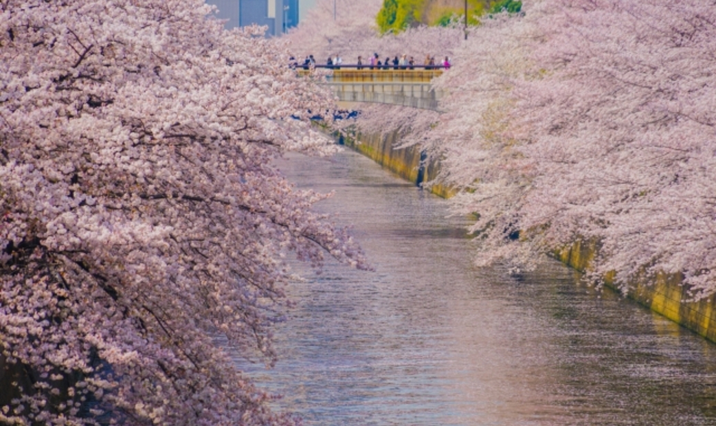 13 Best Restaurants Along the Tokyu Line: From Nakameguro to Jiyugaoka (2026)