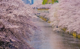 13 Best Restaurants Along the Tokyu Line: From Nakameguro to Jiyugaoka (2026)