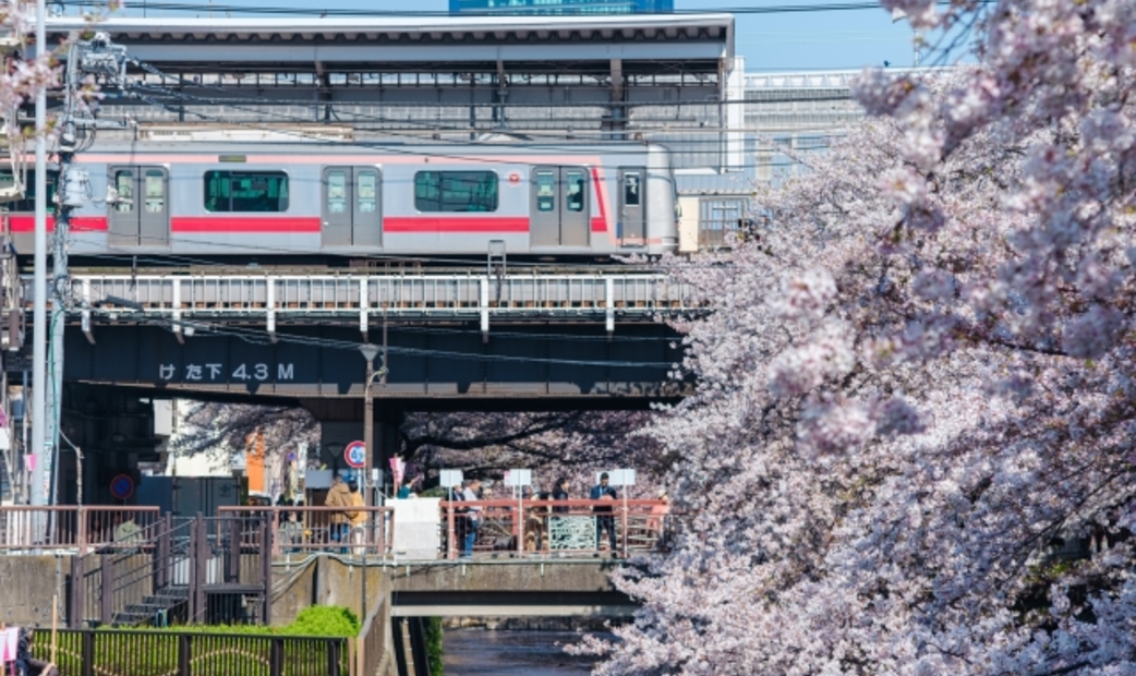 Nakameguro station with cherry blossom