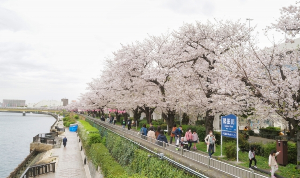 東京賞櫻景點隅田公園的櫻花
