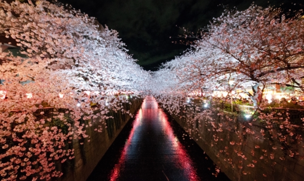 東京賞櫻景點中目黑的櫻花