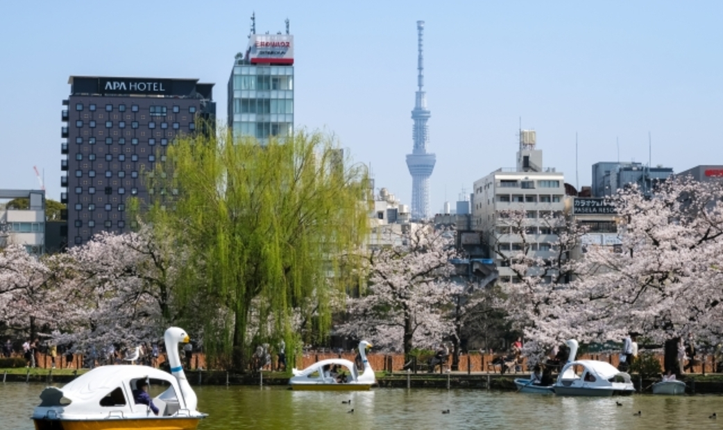 東京賞櫻景點上野公園的櫻花