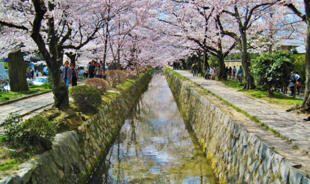 京都櫻花必去景點哲學之道