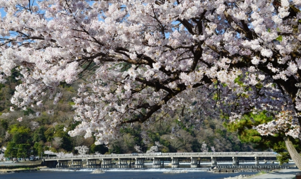 京都賞櫻景點嵐山與渡月橋的櫻花