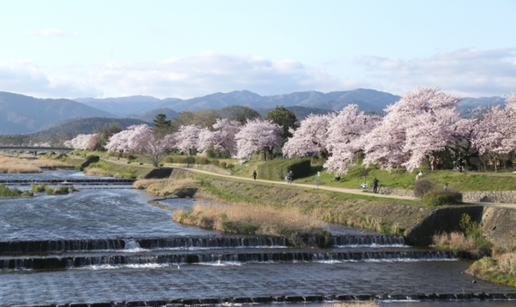 京都賞櫻景點鴨川河岸的櫻花