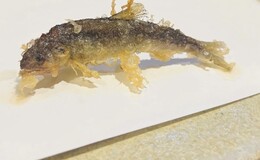 Shunten Shin's image 5