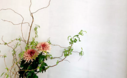 Shokudo Akari's image 4