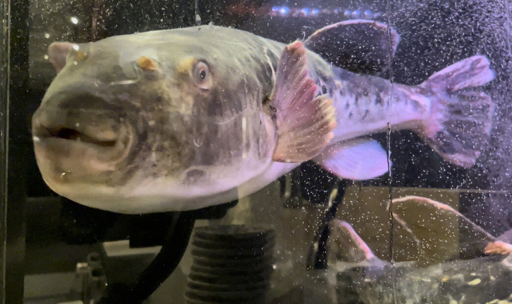 닌교초 키미's image 5