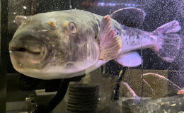 人形町 喜見's image 5