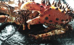 요리야 소's image 7