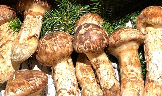 Santokurokumi's image