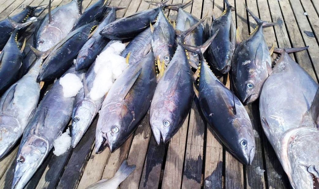 Famous Tuna Producing Regions in Japan