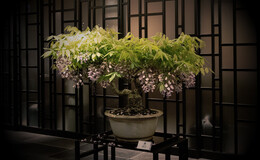 Matoi Ginza's image 6