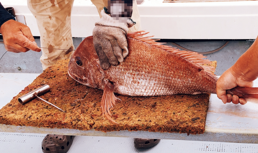 이케지메와 케츠누키, 일본 스시가 맛있는 이유