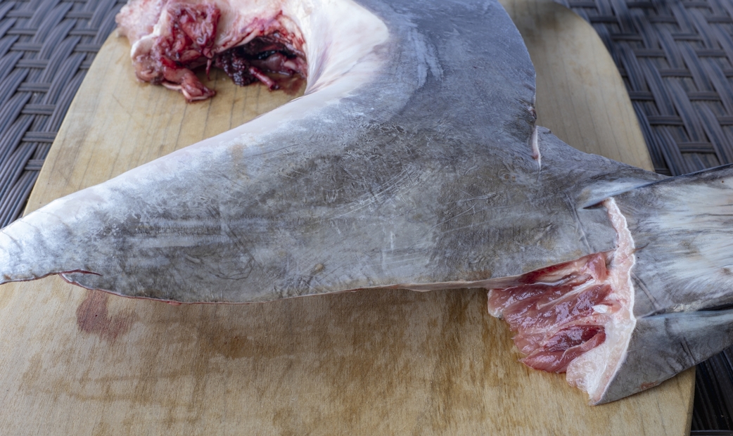 카마토로의 특징