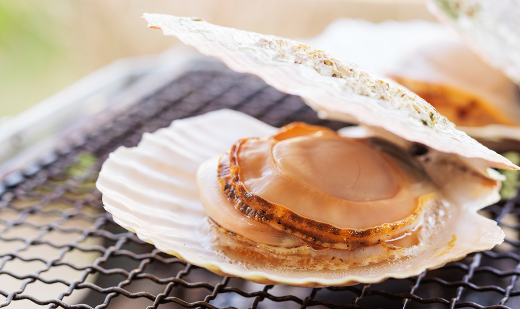 호타테 (가리비)