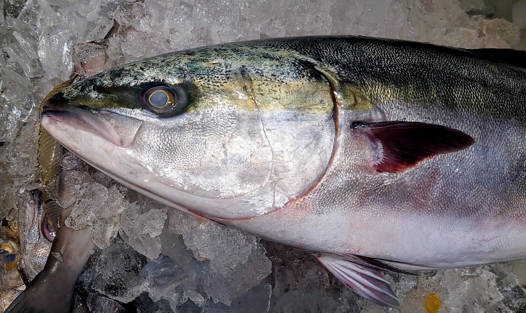 80 cm 이상: 부리(ブリ)