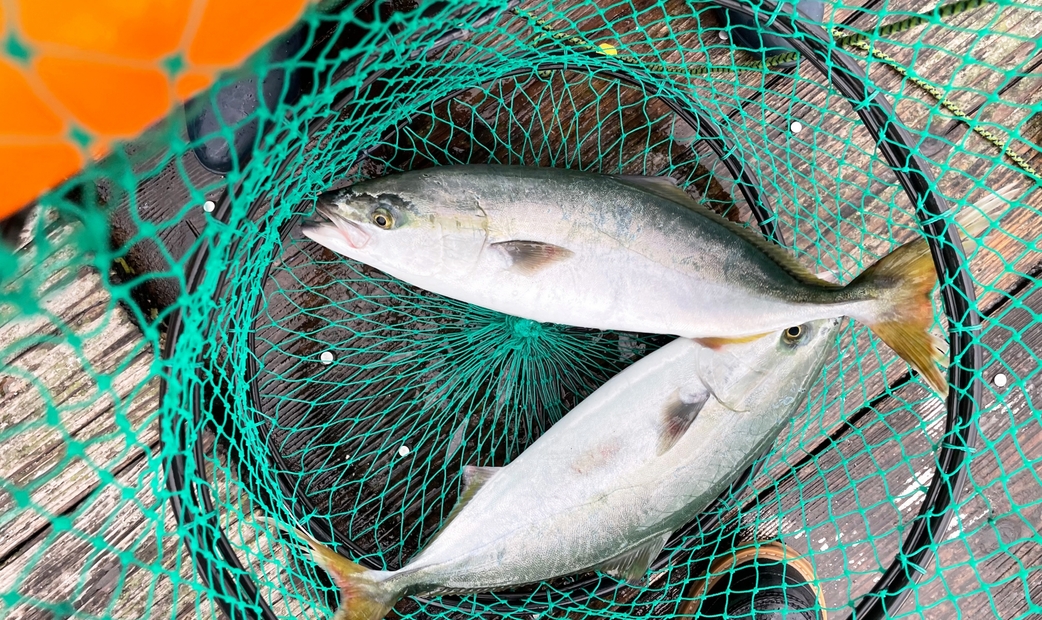 60 cm에서 80 cm: 와라사・메지로