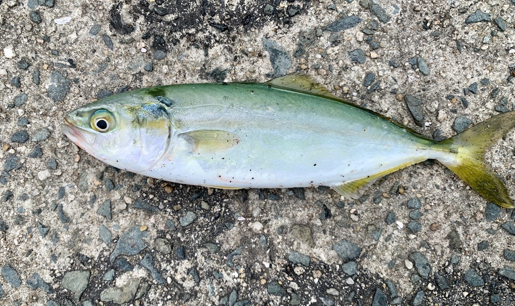 20 cm에서 40 cm: 와카시・츠바스