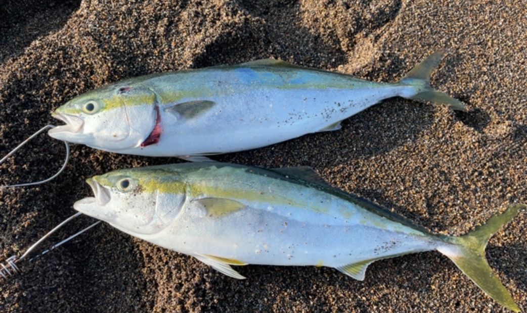 40 cm에서 60 cm: 이나다・하마치