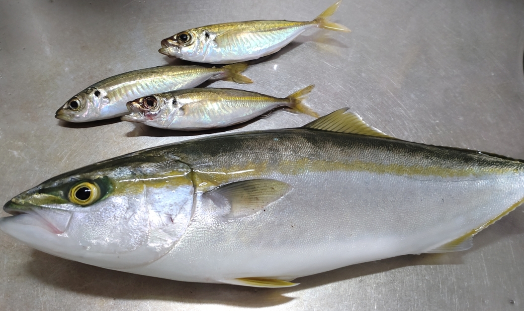 같은 어종이라도 성장 단계에 따라 서로 다른 이름으로 불립니다.