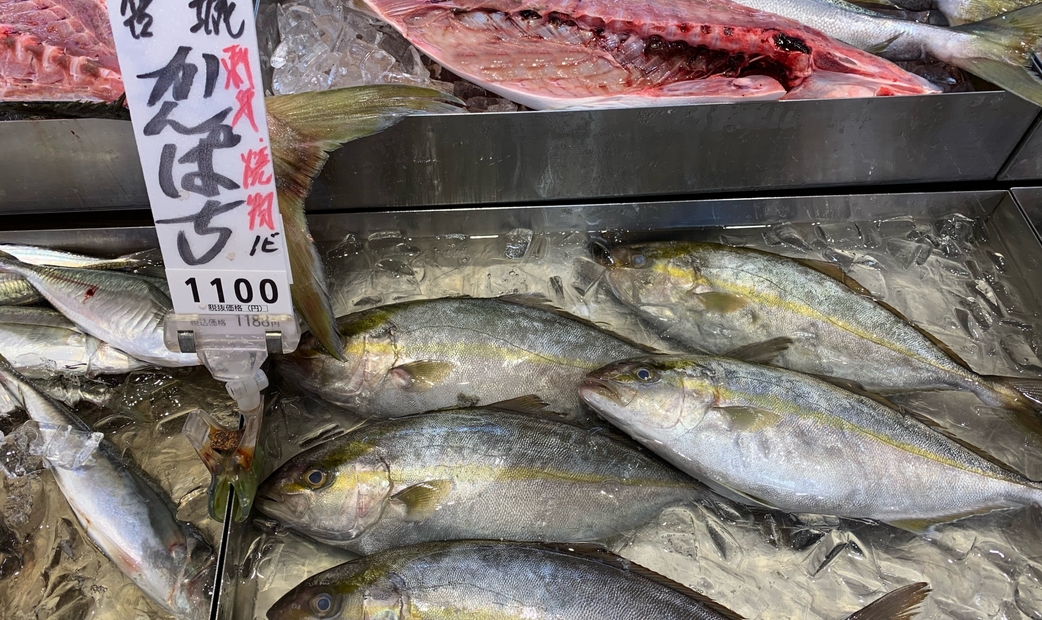 칸파치는 종종 부리나 하마치와 혼동되곤 합니다.