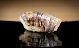 Azabujuban Sushi Suzume's image 4