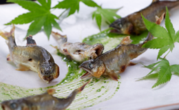 Fukuoka’s Finest 16 Kaiseki and Japanese Dining Experiences by Price Range