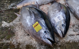 Top 10 Sushi Restaurants That Source Tuna from Yamayuki