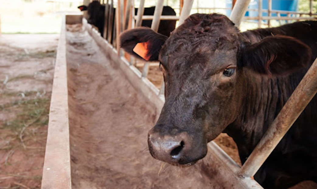 cow
