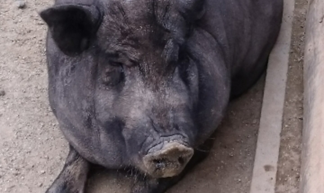Pig