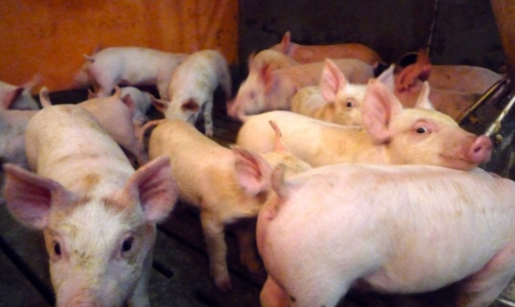 PigPig