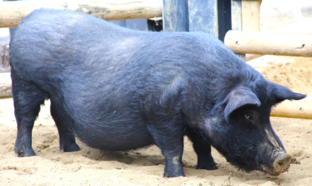 Agu Pork
