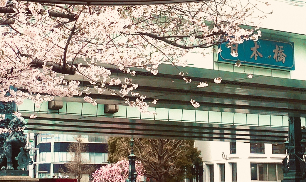 Cherry blossoms in front of a sign for Nihonbashi Bridge in Tokyo.