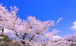 Fine Dining in Tokyo with Breathtaking Cherry Blossom Views