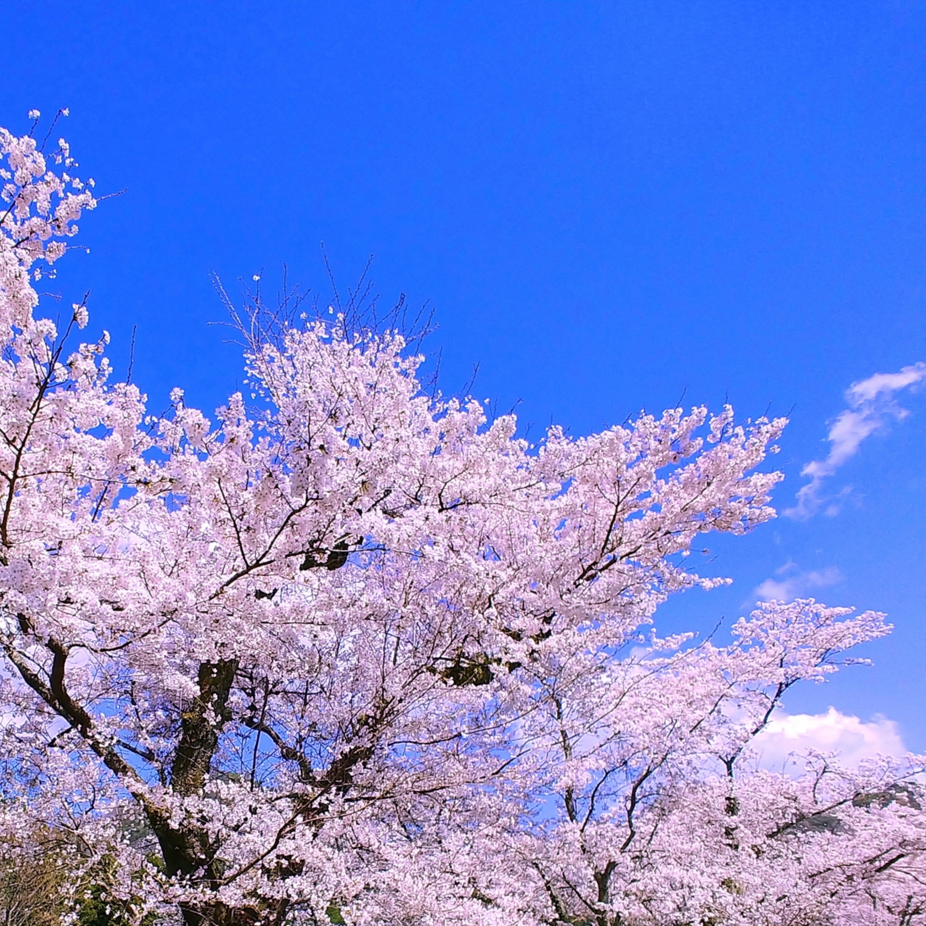 Fine Dining in Tokyo with Breathtaking Cherry Blossom Views