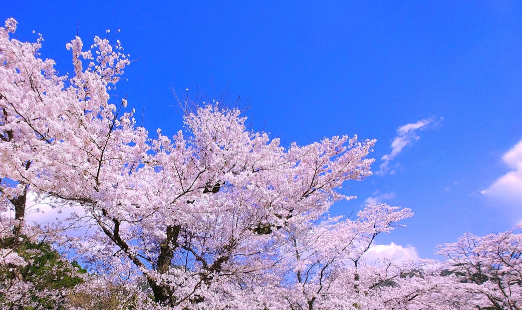 Fine Dining in Tokyo with Breathtaking Cherry Blossom Views