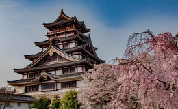 Fine Dining in Kyoto with Breathtaking Cherry Blossom Views