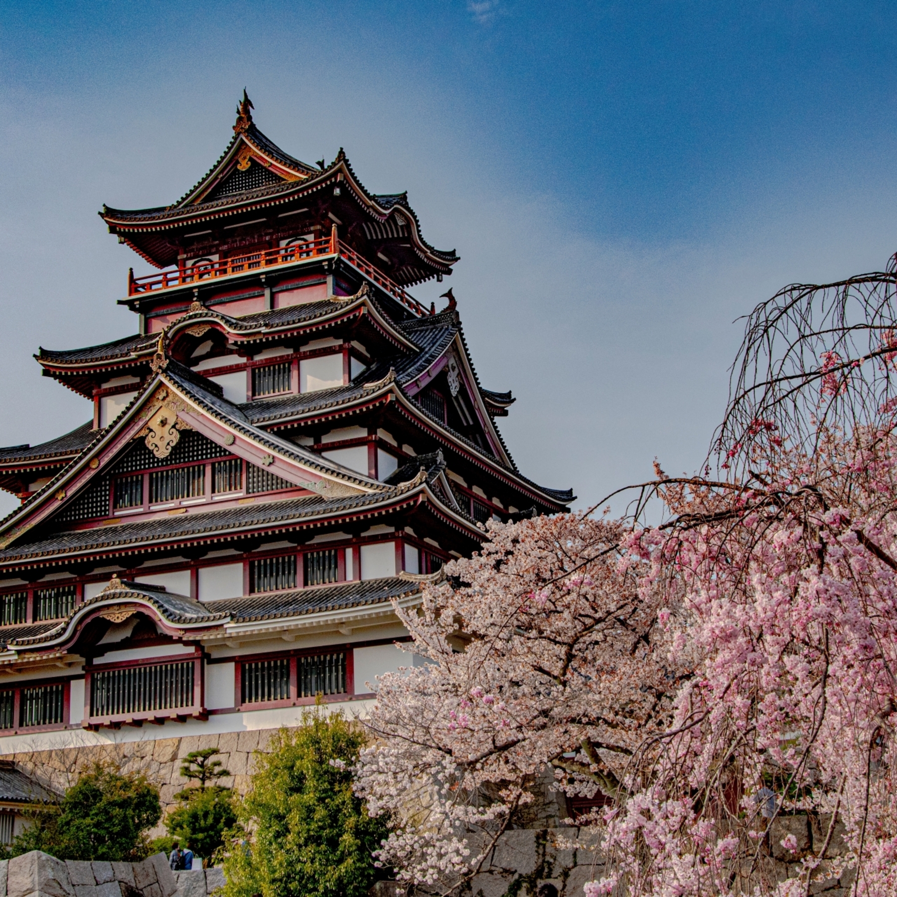 Fine Dining in Kyoto with Breathtaking Cherry Blossom Views