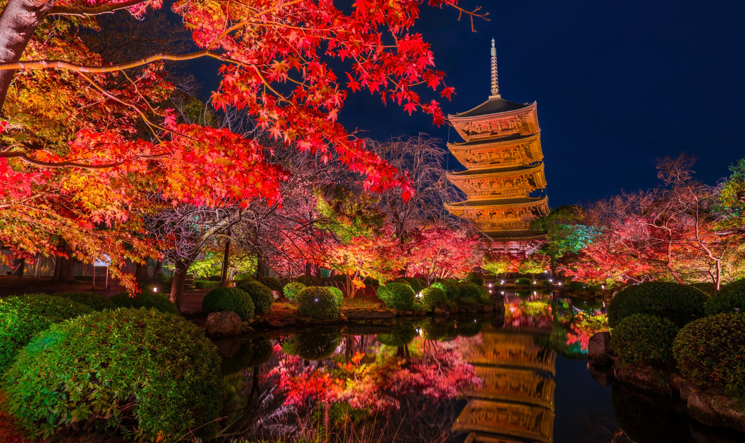 Illuminated Autumn Leaves in Kyoto